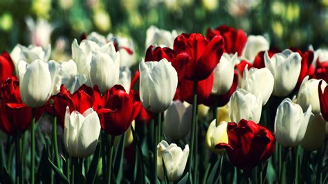 White Tulips Hd Wallpapers