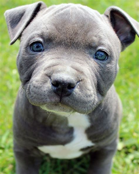 A Blue Nose Pitbull Puppy Sitting In The Grass