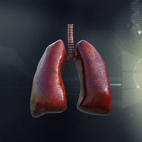The organs of the human body are collections of tissues that perform a specific function in the system. Human Male Internal Organs 3D Model MAX OBJ 3DS FBX LWO LW LWS MA MB - CGTrader.com