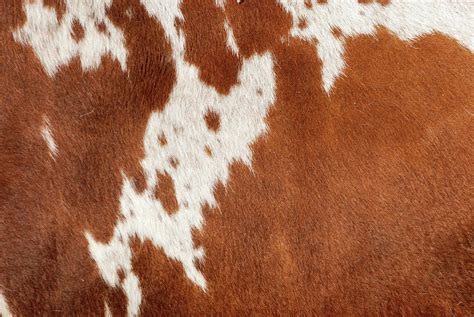 Cowhide