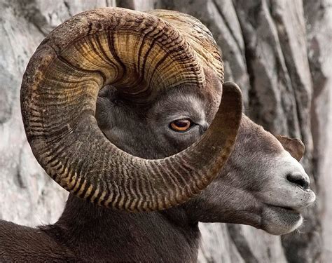 Rocky Mountain Bighorn Sheep Full Curl On Its Magnificent Horns Bing