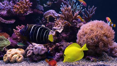 4k Marine Aquarium Screensaver For Ultra Hd Tv Screens Or Windows