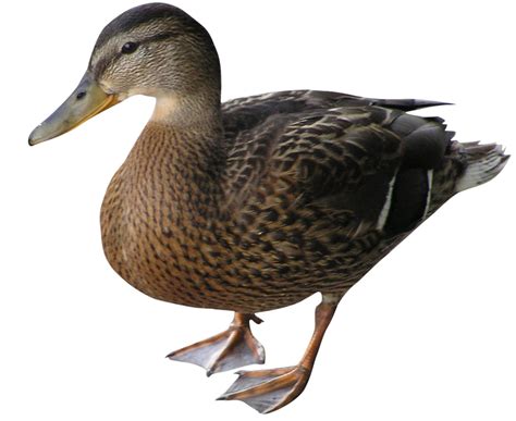 Mallard Duck Free Photo Download Freeimages