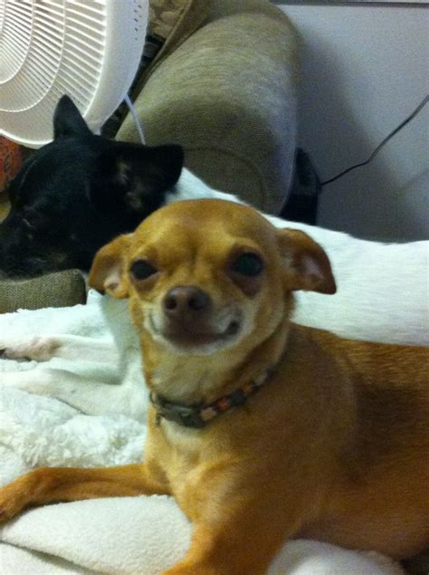 My smiling dog, Tequila. | Smiling dogs, Smiling animals ...