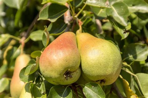 Juicy Flavorful Winter Pears Weigh On A Branch Of A Pear Tree Twigs And Leaves Healthy Organic
