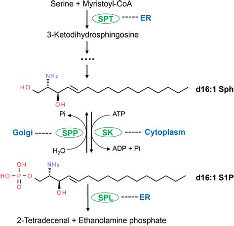 Metabolism Of Sphingosine Sph And Sphingosine 1 Phosphate S1p In