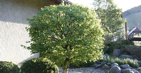 Brauchen sie noch mehr gründe, um mindestens einen schönen hausbaum in ihren garten zu pflanzen? 10 Tipps zur Gartengestaltung mit Bäumen - Mein schöner Garten