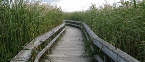 A Prairie Gem Oak Hammock Marsh Manitoba — Ducks Unlimited Canada