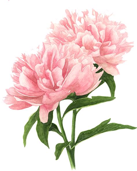 Open Full Size Flower Drawings Tree Peony Watercolor Painting Pink