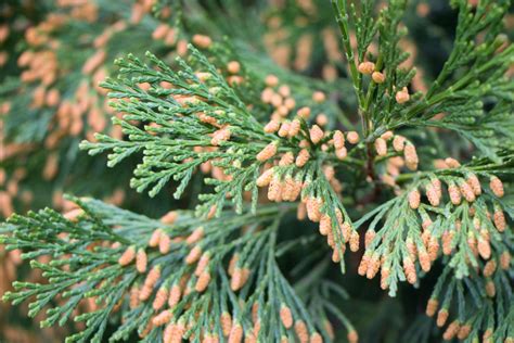 13 Different Types Of Cedar Trees All Cedar Tree Varieties