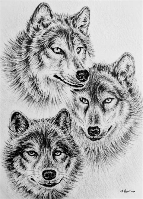Wildlife Collection Wolves Drawing By Andrew Read Fine Art America