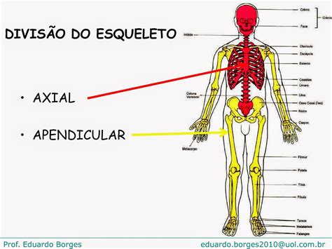 O Que é Educação Física 20112014 Anatomia Sistema Muscular