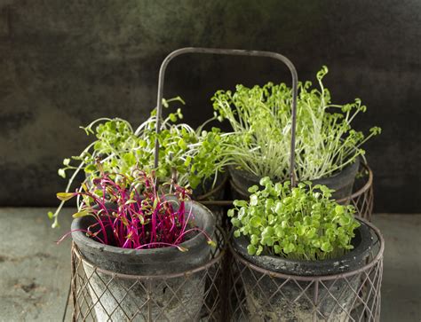 Grow Your Own Microgreens Growing Microgreens Growing Indoors