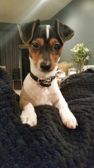Min Pin Jack Russell Mix Jack Russell Mix Spain House Min Pin Jack