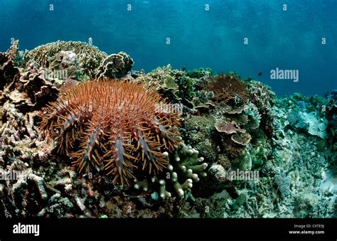 Crown Of Thorns Starfish Acanthaster Planci Chalenger Reef Coral Sea Australia South Pacific