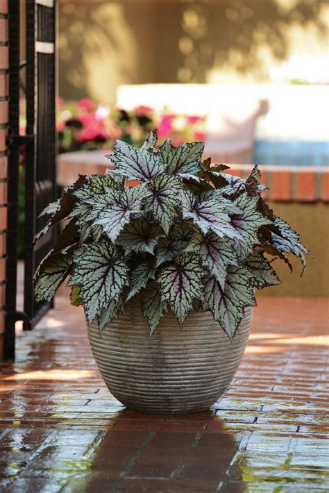 10 Plants That Will Thrive In The Shade In 2020 Potted