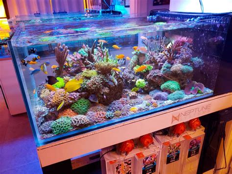 New Display Tank Frag Box Corals