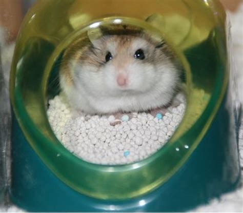 How To Train Your Hamster To Use A Litter Box Pethelpful