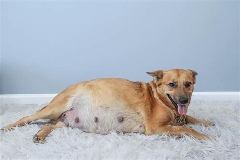 Shelter Rescues Three Pregnant Dogs Give Them Maternity Shoots Daily Paws