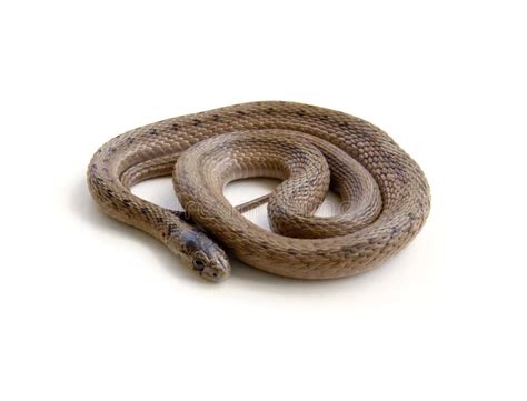 Coiled Snake Stock Photo Image Of Animal Northern Isolated 18088752