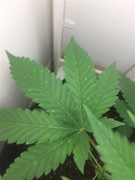 Small White Spots Grow Question By Drjoint Growdiaries