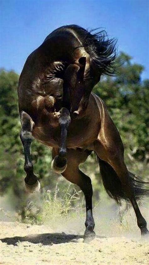 Most Beautiful Horses Pretty Horses Horse Love Beautiful Horse