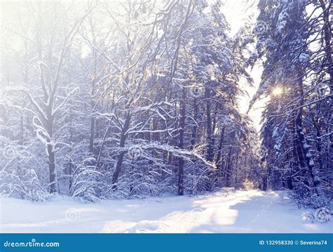 Beautiful Winter Landscape Background With Snow Covered Trees In A Cold
