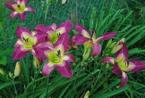 What Are Your Fastest Multiplying Daylilies In The Daylilies Forum