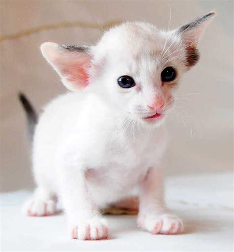 Oriental Shorthair Info History Personality Kittens Diet Pictures