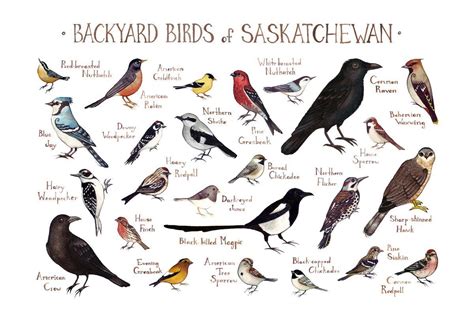 Backyard Birds Of Saskatchewan Canada Field Guide Art Print Backyard