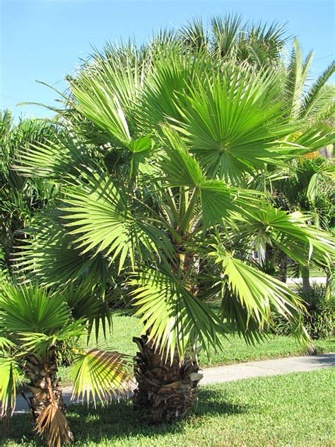 Venice Beach Fan Palm Tree Washingtonia Robusta Kens Nursery