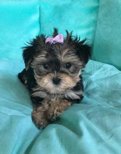 I have 2 beautiful puppies available for adoption. Morkie Puppy for Sale - Adoption, Rescue | Puppy Adoption in Orange City IA | 4897279230 | Dogs ...