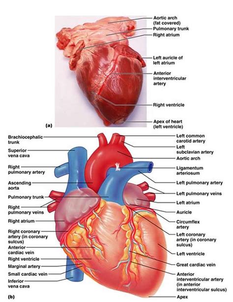 The Cardiovascular System The Heart Good Diagrams And Overview