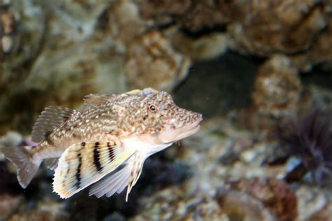 15 Popular Fish With Legs Fishlab
