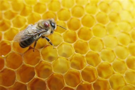 Honeybee And Beekeeping Guide Bbc Wildlife Magazine Discover Wildlife