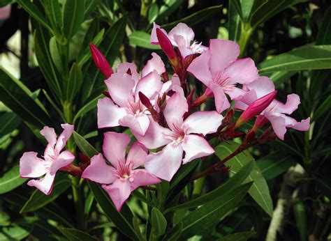 Filenerium Oleander Flowers Leaves Wikimedia Commons