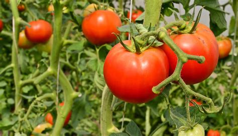 Encabeza El Cultivo Del Tomate El Ciclo Agrícola Primavera Verano 2018