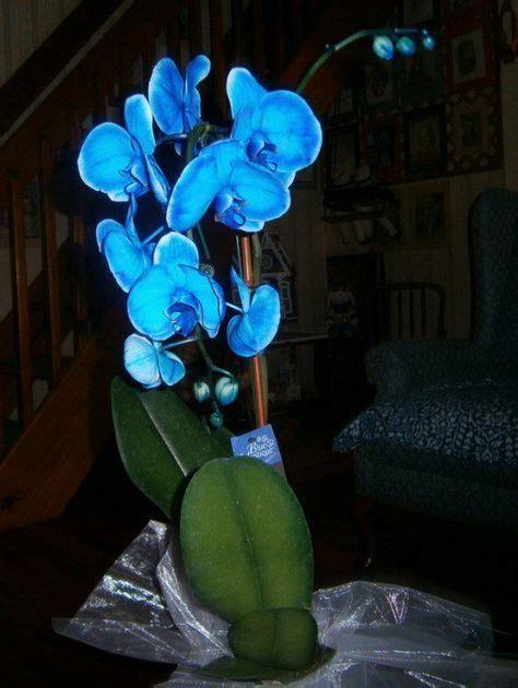 Growing And Caring For The Rare Blue Mystique Orchid Blue Orchids