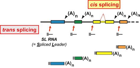 What Is The Difference Between Cis And Trans Splicing Compare The