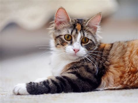 What Is The Difference Between A Calico And Tortie Cat World