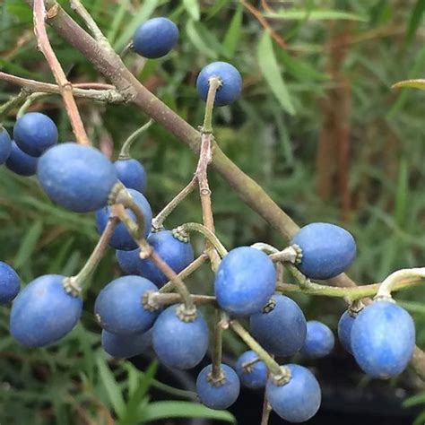 Elaeocarpus Reticulatus The Blueberry Ash Nurseries Online
