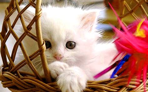 Tổng Hợp 50 Hình ảnh Mèo Con Dễ Thương Và Cute Nhất