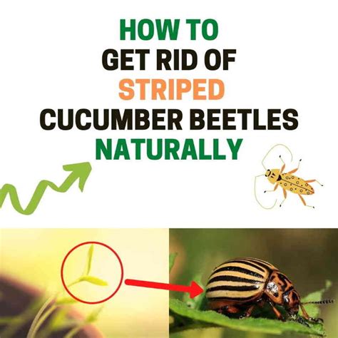 How To Get Rid Of Striped Cucumber Beetles Naturally Fast Remedies