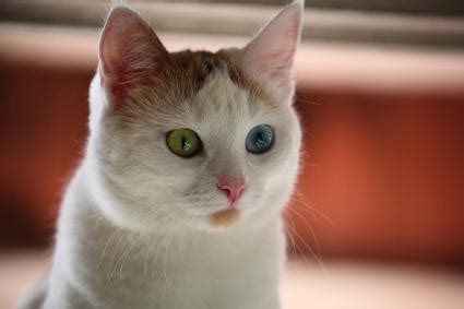 White light from the sun is made up of all the the other colours of the spectrum pass straight through the atmosphere to our eyes. Why Do Cats' Eyes Change Color? | LoveToKnow