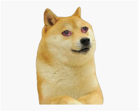 23 Shiba Inu Dog With Hat Meme L2sanpiero