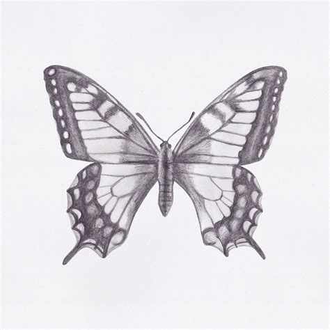 Butterfly Drawings On Behance