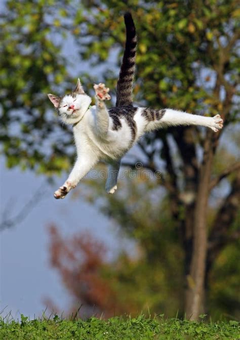 2523 Funny Cat Jumping Stock Photos Free And Royalty Free Stock Photos