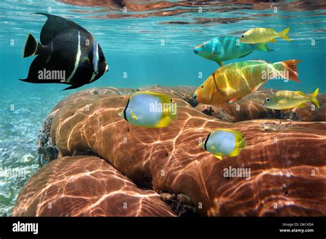 Underwater Sea Life Colorful Tropical Fish And Coral In Shallow Water