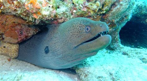 Wir sind gerade dabei, informationen über jedes reiseziel zu sammeln. Seychellen_Praslin_Tauchen_140212_09 - Seychellen - Hotels ...