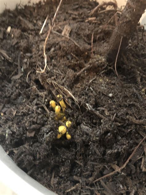 How to get rid of yellow jackets in my garden. Small yellow mushrooms growing in my indoor fig tree, any ...